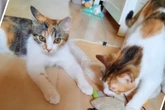 Sie gibt's nur im Doppelpack: Kiri und Kiwi suchen ein Zuhause!