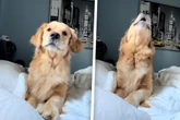 Frauchen verpasst morgendliche Gassi-Runde: Reaktion ihres Golden Retrievers spricht Bände