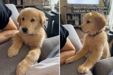 Golden Retriever bellt das erste Mal: Seine Reaktion ist zuckersüß