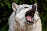 Schreckliche Szenen: Wolf beißt Kind und will es mitschleifen
