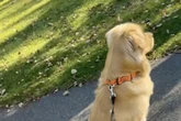 Golden Retriever sieht Reh: Seine Reaktion geht so nah