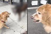 Golden Retriever trifft schlimmsten Feind beim Gassigehen, doch sein Herrchen greift nicht ein