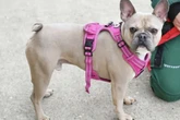 Französische Bulldogge Eddy ist eine ehrliche Haut: Kannst Du sein Herz erobern?
