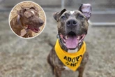 Sieben Jahre Tierheim: Nitro muss wenige Wochen nach Adoption wieder zurück