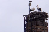 Liebesdrama in Sachsen: Fremder Storch wirft altes Männchen aus Horst