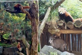 Leipzigs Rote Pandas: Franzose Asa soll für Nachwuchs sorgen, aber hat nur Augen fürs Fressen! "Männer"