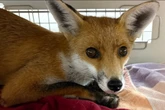 Fuchs angefahren und liegen gelassen: Das soll mit dem Tier jetzt passieren