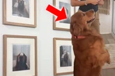 Golden Retriever entdeckt Fotos von sich: Seine Reaktion lässt das Netz dahinschmelzen