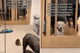 Golden Retriever wird für Rauferei mit seinem Bruder in die Ecke geschickt, seine Reaktion lässt Herzen schmelzen