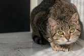 Katze schon zum zweiten Mal im Tierheim: So reagieren ihre Pfleger