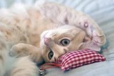 Ruhe oder Rausch: Wie wirkt sich Baldrian auf Katzen aus?