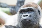 Trauriger Vorfall im Affengehege: Gorilla-Baby von eigenem Papa totgebissen