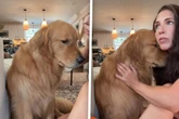 Golden Retriever bricht allen die Herzen: Doch warum ist er so traurig?