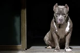 Umstände unklar: Hund beißt vierjähriges Kind tot