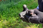 Doppeleinsatz: Bundespolizei hilft Tieren in Not
