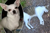 Tierschützer unter Schock: Wer vergiftet Hunde und Katzen im Feriengebiet?