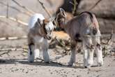 Tierpark Hagenbeck greift durch! Dieser Bereich wird geschlossen