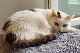Katze wird nicht vermisst? Wilma hofft trotzdem auf ihr Happy End