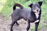 Momo sucht Vertrauen und Liebe: Wer schenkt Terrier-Mix ein neues Zuhause?