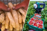 Ern(s)te-Krise in Deutschland: So wenig Erdbeeren und Spargel wie lange nicht mehr
