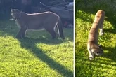 Kein Fake! In diesem Nachbarland muss Polizei richtigen Puma fangen