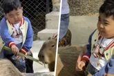 Todkranker Junge (†5) hat einen letzten Wunsch: Sein Zoo-Besuch lässt kein Auge trocken