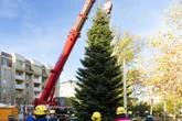 Augustusmarkt sucht &#039;nen Weihnachtsbaum