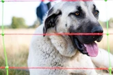 Supermarkt-Besuch endet im Albtraum: Bewaffneter Mann hetzt Hund auf Kunden