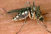 Mindestens acht Todesfälle: Wie gefährlich ist das West-Nil-Virus in Italien?