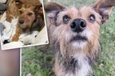 "Das Schicksal ist meist gnadenlos": Findet Jack-Russel-Mix Bommel endlich das Glück?