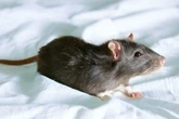 Ratte greift im Kinderzimmer an: Kleiner Junge (2) wird blutig gebissen