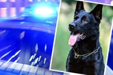 Polizei-Hund "Cooper" schlägt an: Deshalb sind die Ermittler stolz auf ihn