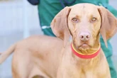 Hund Bruno ist ein echtes Goldstück: Doch manches macht ihm Angst