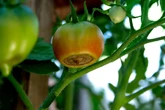 Richtiger Umgang bei Blütenendfäule: Tomaten retten oder entsorgen?