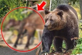 "Massaker" in Österreich: Bär soll Streichelzoo-Pony brutal getötet haben