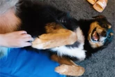 "Einmal Hölle und zurück": Hund Paul aus Animal-Hoarding-Haushalt befreit, doch der Weg ist noch lang
