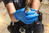 Flauschiger Einsatz in Spandau: Polizei rettet zwei Entenküken von Balkon