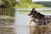 Hund stirbt nach Schwimmen in der Donau – Behörden schlagen Alarm
