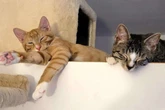 Sie sind unzertrennlich: Chilly und Joey hoffen auf ein Happy End