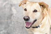 Terrier-Mix Sam ist lebensfroh und aktiv: Doch eins sollten seine neuen Besitzer wissen
