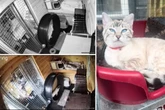 Frau denkt, ihre Katze ist krank - doch dann schaut sie auf die Kamera