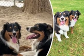 Frau trifft im Park einen Hund, der genauso aussieht wie ihrer: Dann erkennt sie die Wahrheit