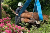 Pferd rutscht aus und steckt fest, dann rückt der Gabelstapler an