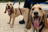 Sonnenschein Kurti hat ein Problem: Findet der Hund trotzdem sein Happy End?