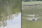Frauchen lässt Hunde in See plantschen: Eine Entdeckung macht sie plötzlich panisch
