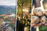 Dicke Kartoffeln, leckere Weine, Kunst: Das ist Euer Sonnabend rund um Dresden