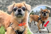 Hunde-Opa vom Leben gezeichnet: Das steckt hinter Tobis kuriosem Anblick