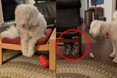 Blinder Hund trifft zum ersten Mal auf Straßenkätzchen: Was dann geschieht, lässt Herzen schmelzen