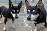 Einfach ausgesetzt: Wer beschert süßer Pinscher-Omi jetzt einen gemütlichen Lebensabend?