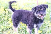 Terrier-Mix Charly ist klein, aber oho! Findet der Hund noch sein Plätzchen?